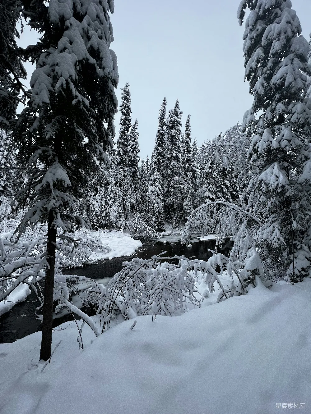高清摄影 雪景 森林 宁静 冬季 自然 雪后的宁静森林
