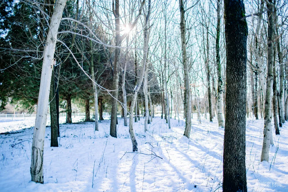高清摄影 冬季 森林 阳光 雪景 自然 冬日森林的阳光