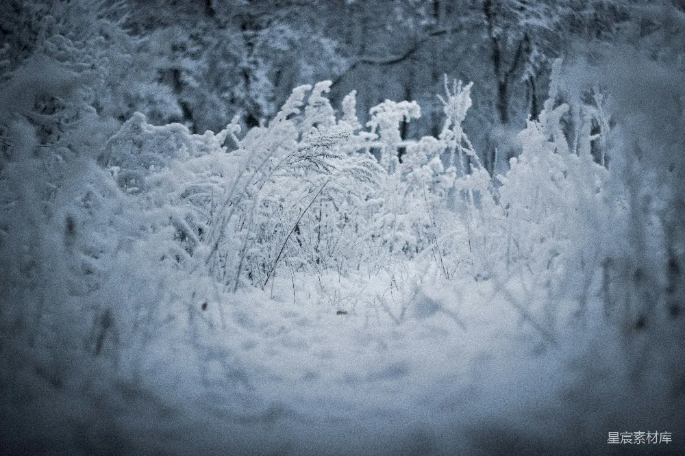 高清摄影 冬季 雪景 自然 宁静 冷色调 雪覆盖的冬季田野