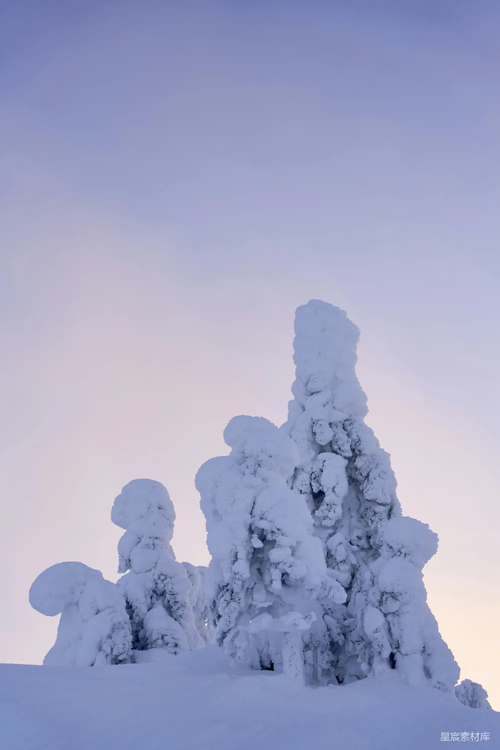 高清摄影 雪景 自然风光 冬季 独特树形 户外 雪覆下的独特树形