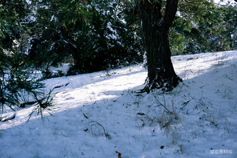高清摄影 冬日 雪景 自然风光 树木 宁静 冬日雪地中的古老松树