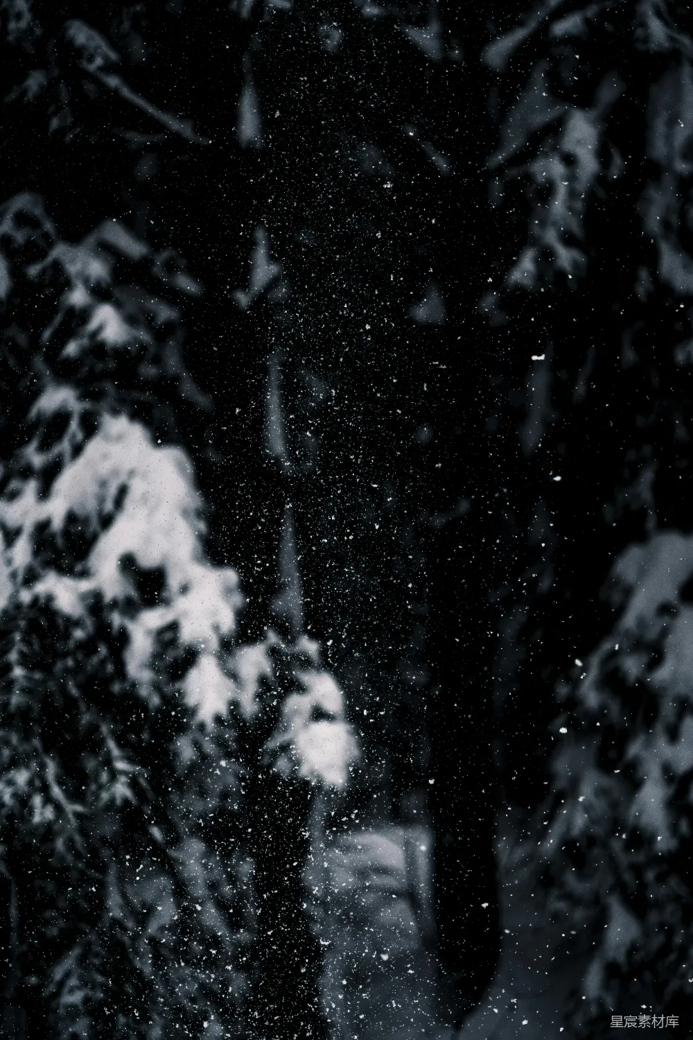 高清摄影 雪景 森林 神秘 夜晚 黑白 雪夜森林中的神秘身影
