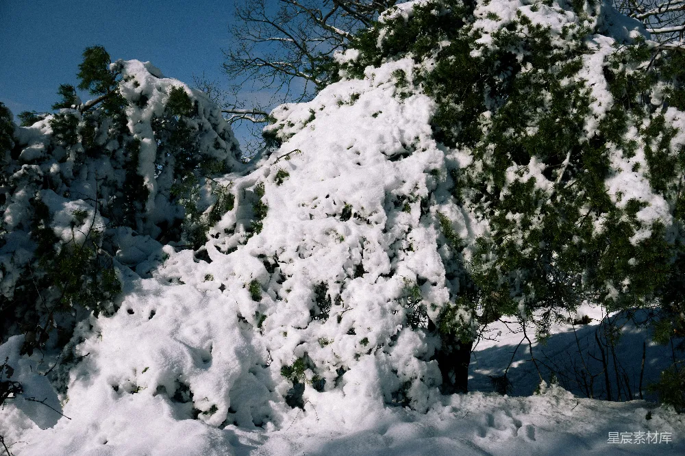 高清摄影 雪景 冬日 自然 松柏 宁静 冬日松柏