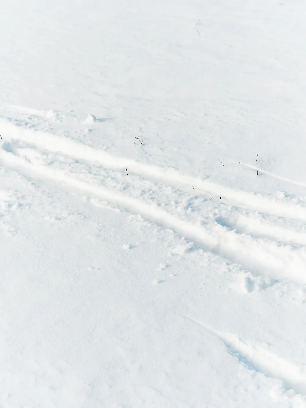 高清摄影 雪地 足迹 自然 宁静 冬日 雪地上的足迹