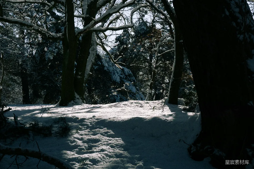 高清摄影 雪景 森林 宁静 冬日 自然 雪后的森林静谧时光