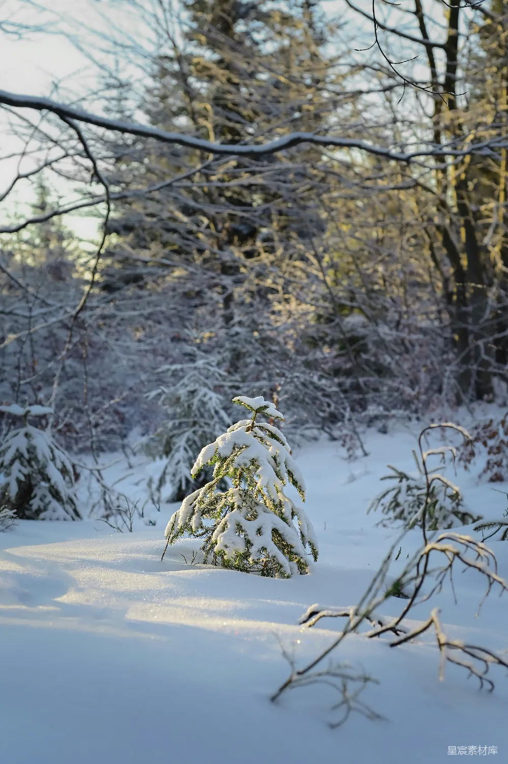 高清摄影 冬日 雪景 自然 小松树 宁静 冬日雪景中的小松树