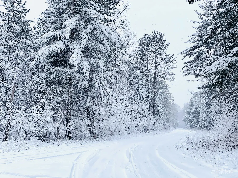 高清摄影 冬景 雪景 自然 森林 宁静 冬日雪景中的蜿蜒小路