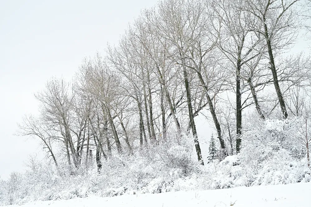 高清摄影 冬季 雪景 自然 树木 宁静 冬日雪景中的树木