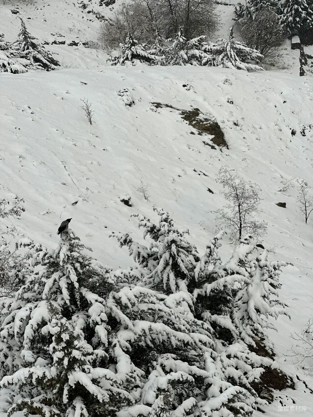高清摄影 雪景 自然风光 冬季 户外 自然 雪景中的鸟与松树