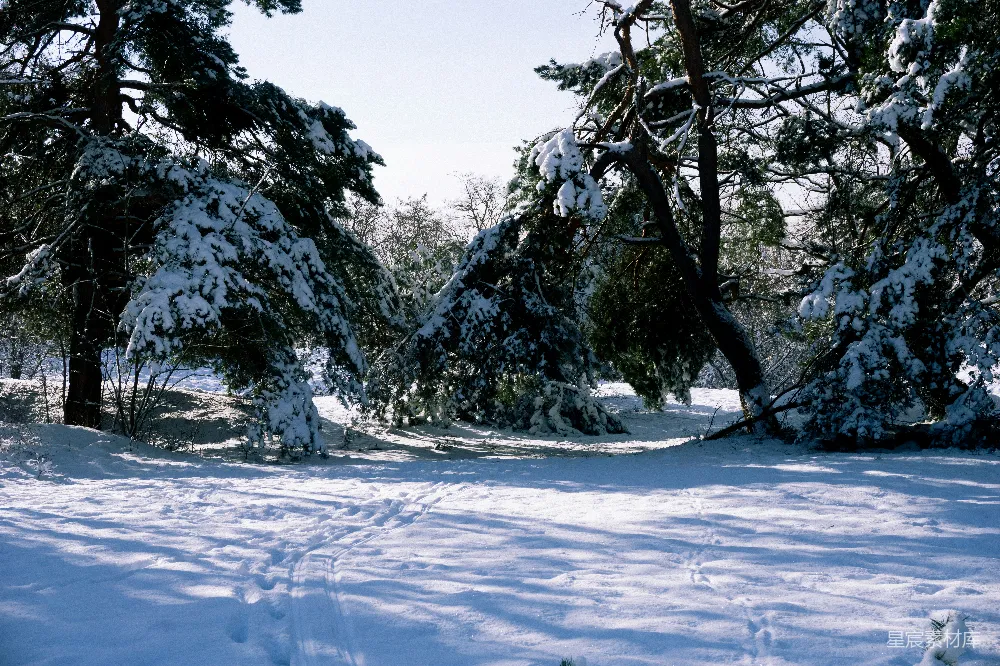 高清摄影 冬日 雪景 松树 自然风光 户外 冬日雪景中的松树林