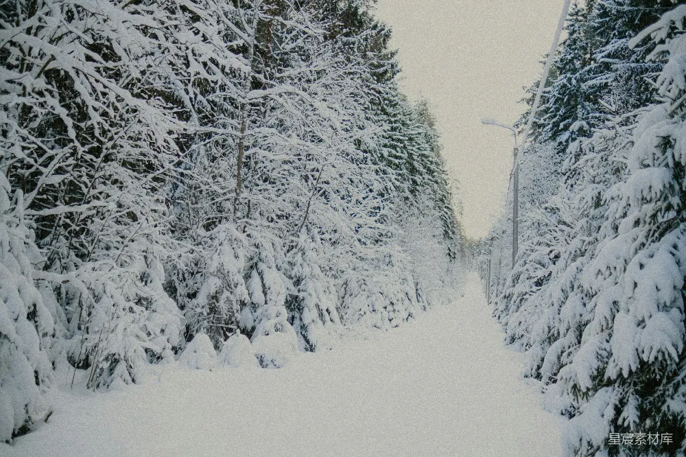 高清摄影 冬日 雪景 森林 小路 宁静 冬日雪景中的林间小路