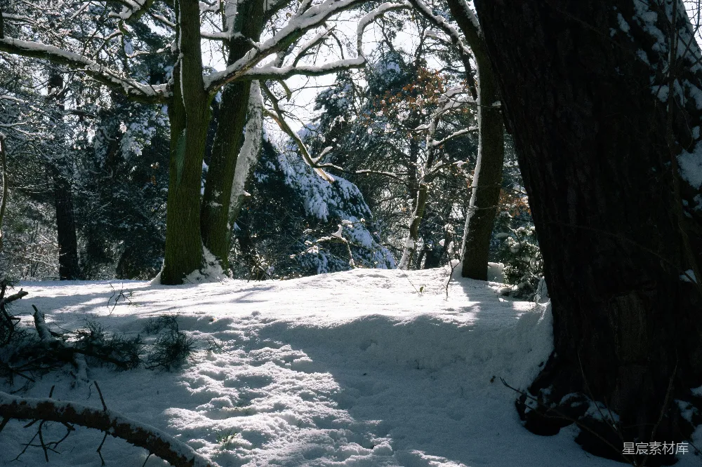 高清摄影 雪景 森林 冬季 自然 宁静 冬日森林雪景
