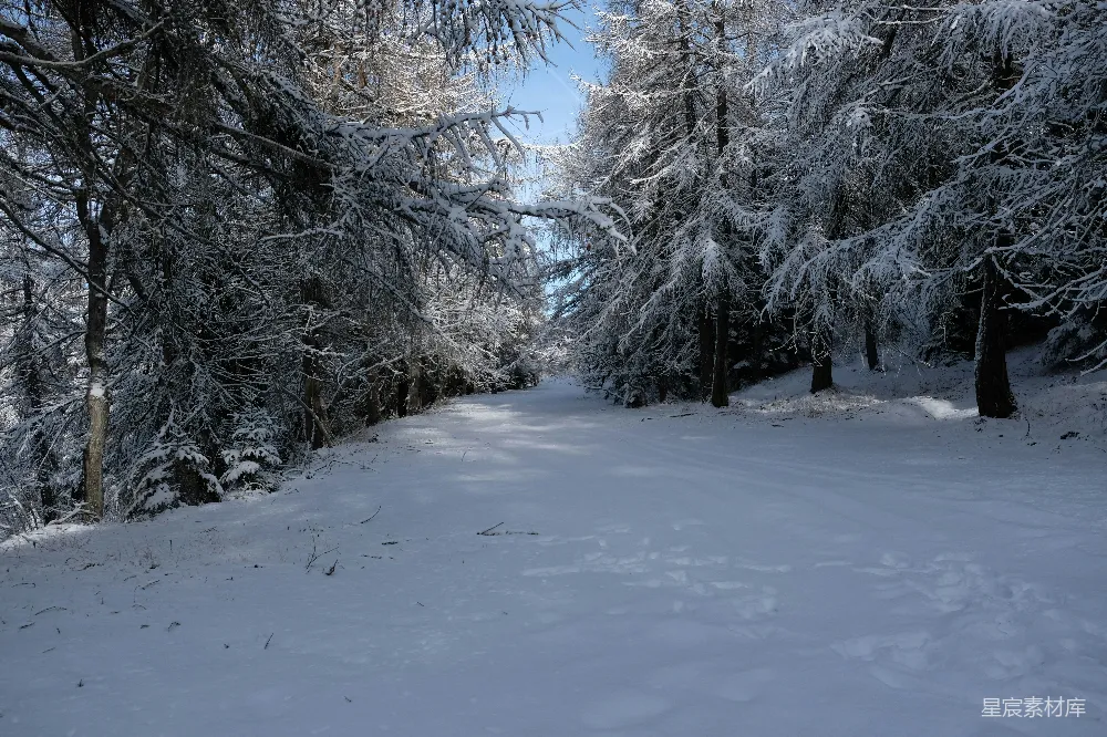 高清摄影 雪景 冬季 自然风光 森林 宁静 冬日森林雪景