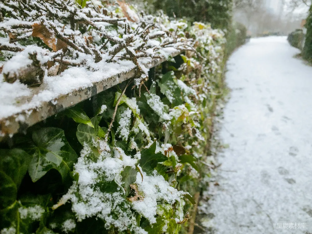 高清摄影 雪景 花园 小径 宁静 自然 雪后静谧的花园小径