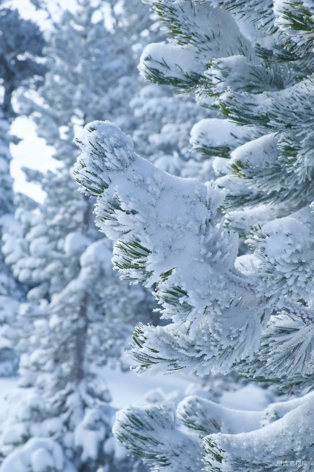 高清摄影 雪景 冬季 自然 松树 雪中的松树枝特写