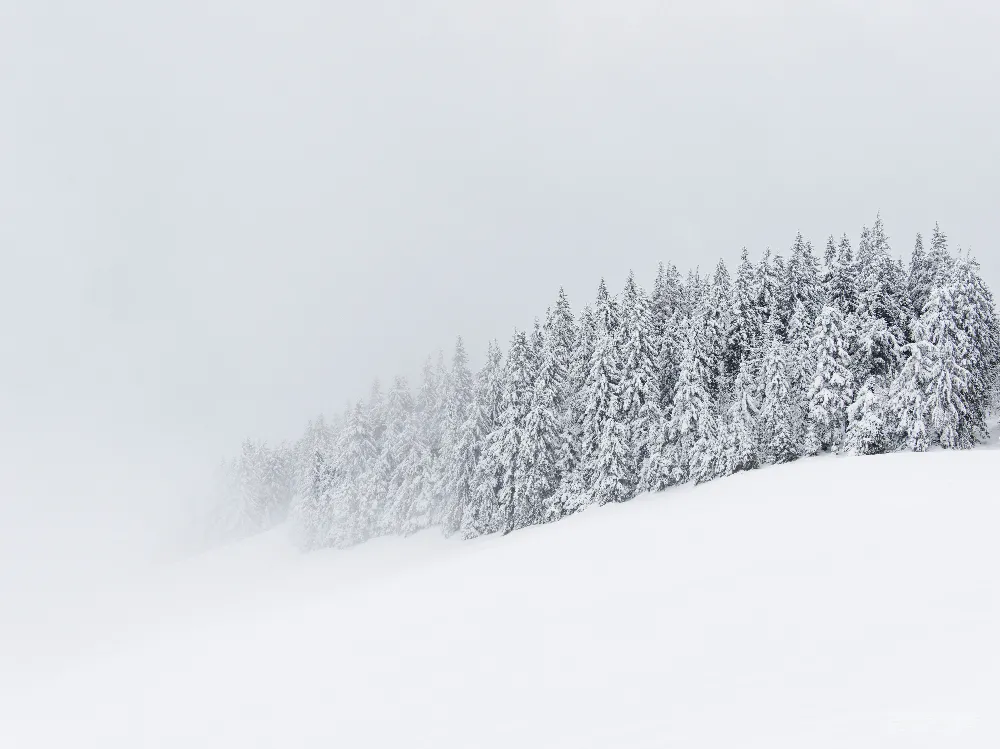 高清摄影 雪景 冬季 自然风光 宁静 风景 雪中的松树林