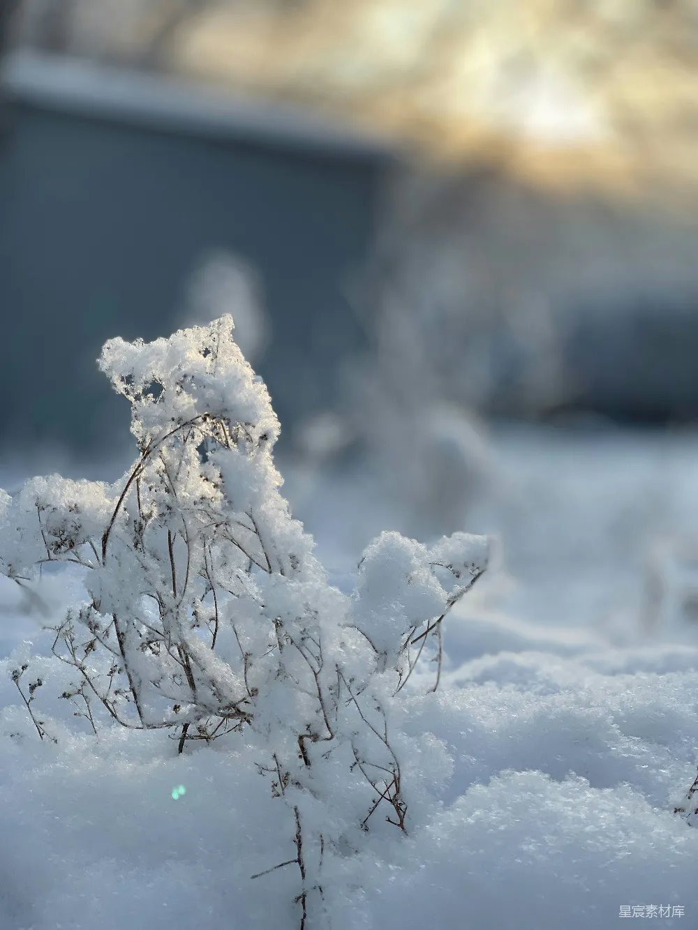 高清摄影 雪景 冬日 枯枝 自然 静谧 冬日雪景中的枯枝