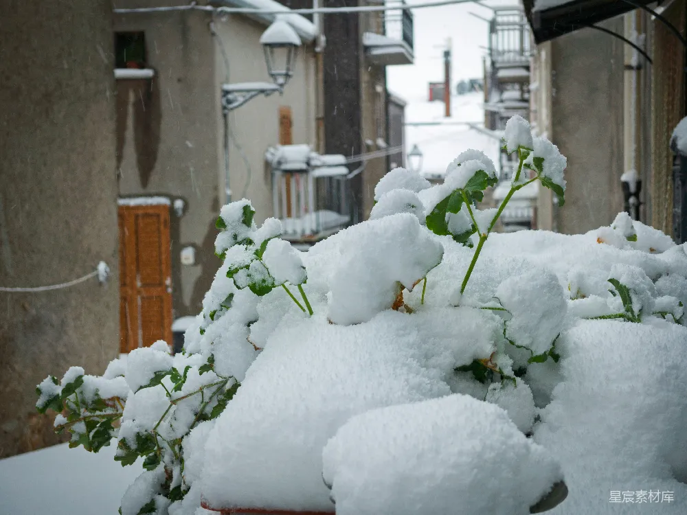 高清摄影 雪景 植物 冬季 宁静 户外 雪中花园