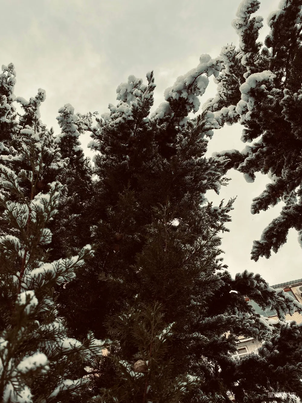 高清摄影 冬景 雪景 松柏 自然风光 冬季 冬日松柏雪景