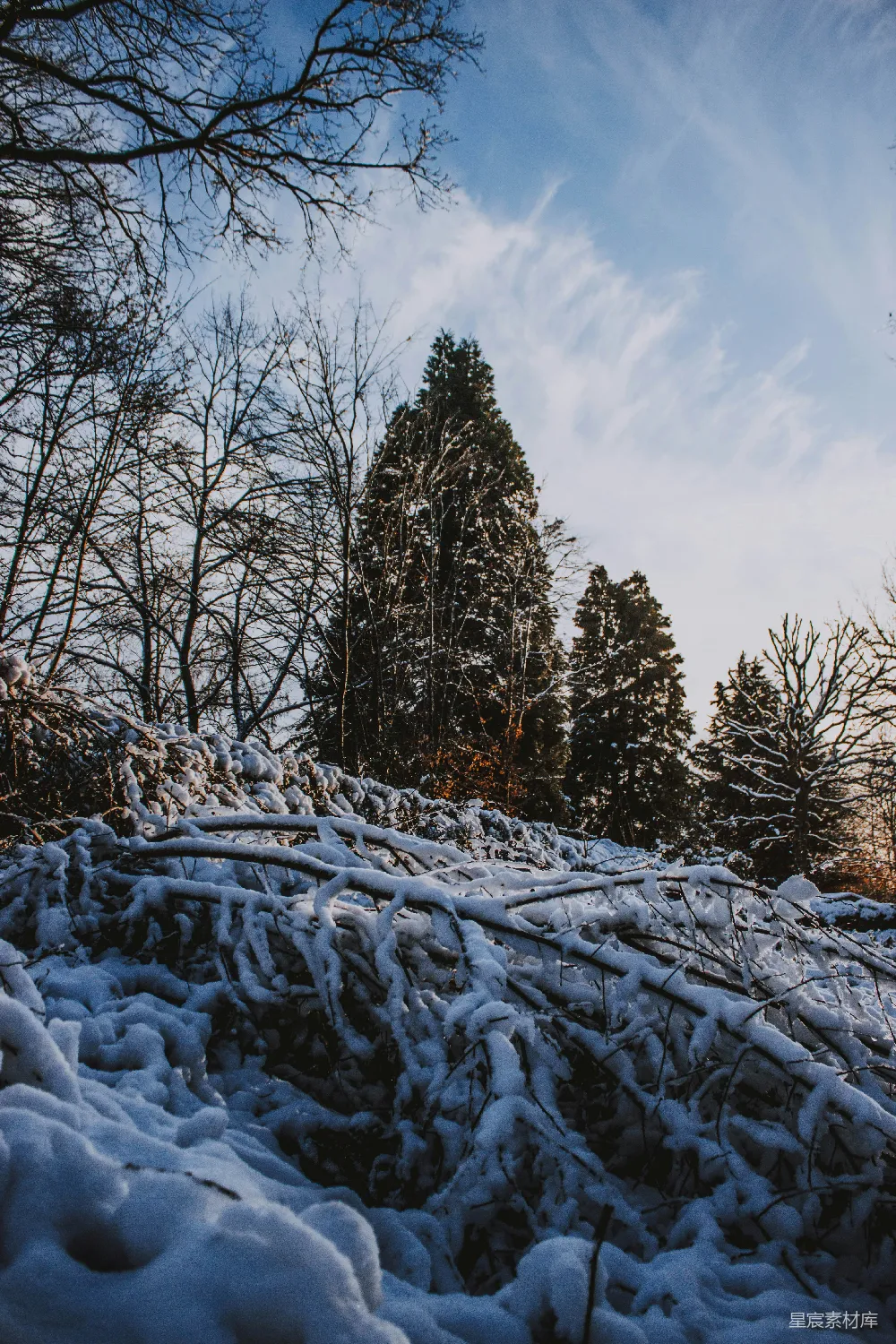 高清摄影 雪景 森林 冬季 自然 宁静 冬日雪景中的森林