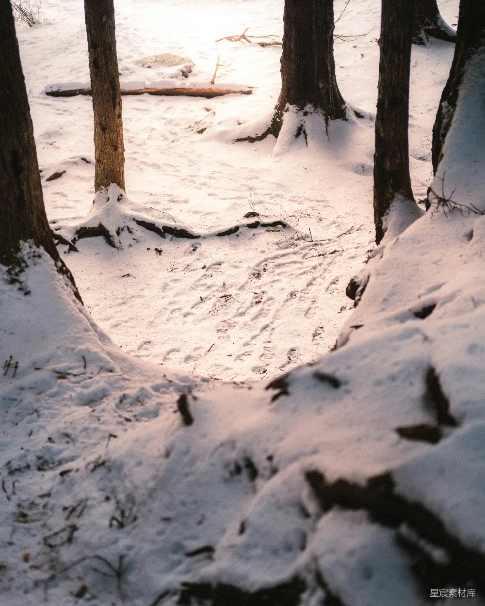 高清摄影 雪景 自然 宁静 冬日 森林 冬日雪地中的树影