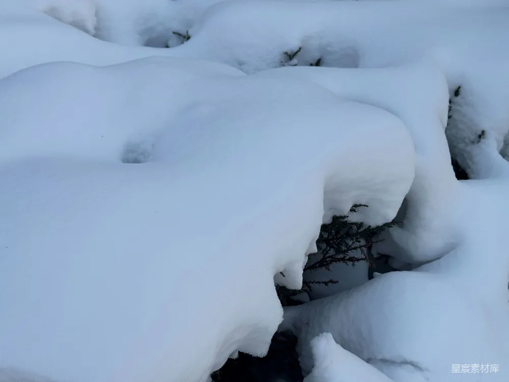 高清摄影 雪地 自然 冬季 户外 宁静 雪地里的小树