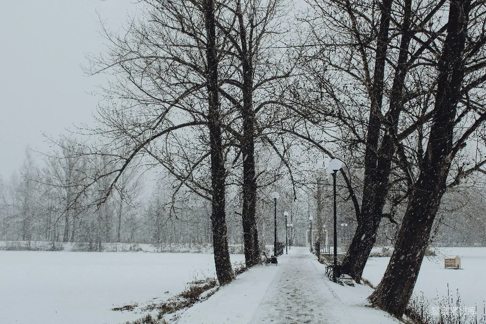 高清摄影 冬季 雪景 公园 自然 宁静 雪中的林荫小道