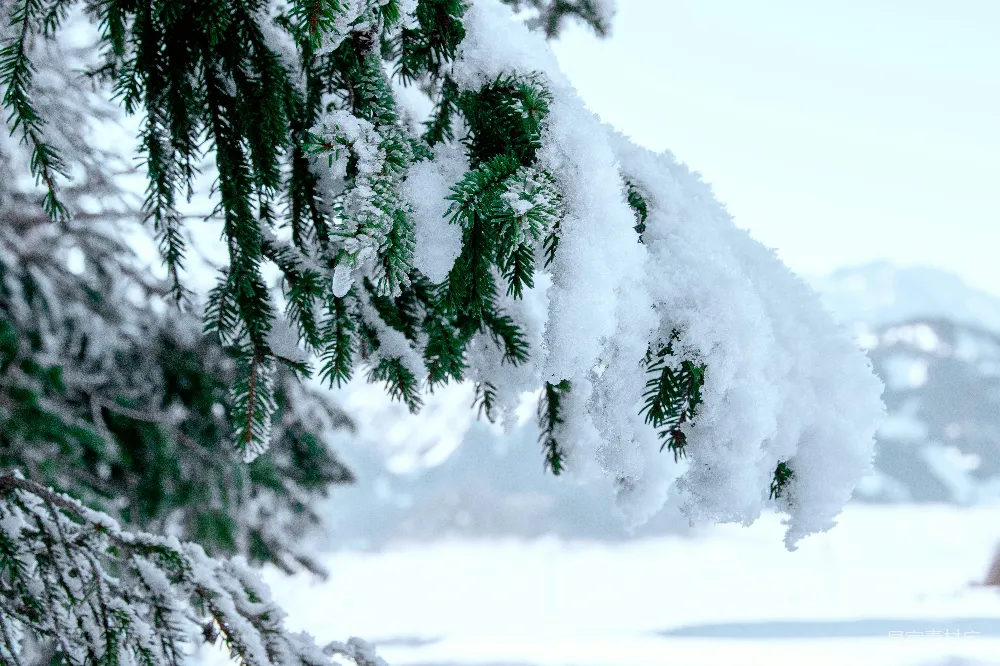 高清摄影 雪景 冬季 自然 松树 户外 雪覆盖的松树枝