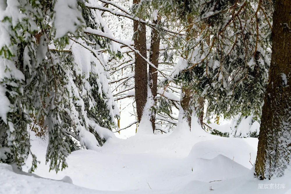 高清摄影 雪景 冬季 森林 自然 宁静 冬日雪林