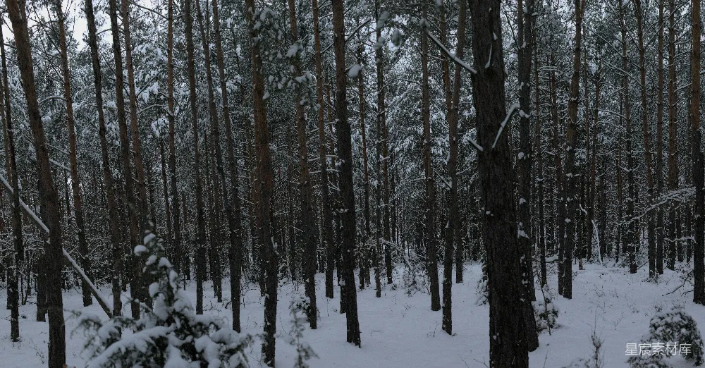 高清摄影 雪景 森林 冬季 宁静 自然 冬日雪林