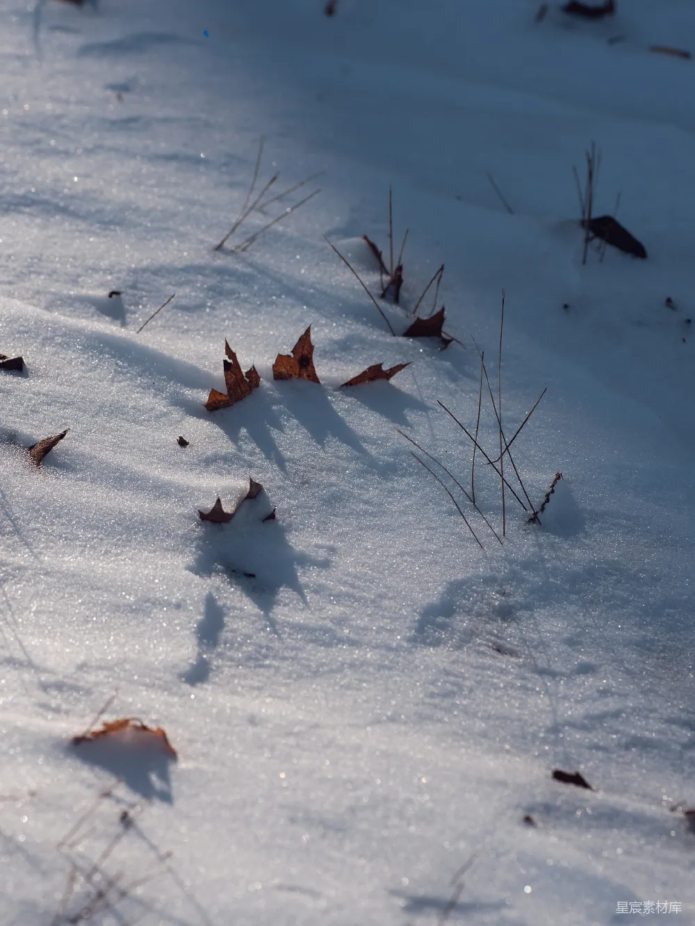 高清摄影 雪地 枯叶 自然 冬日 宁静 雪地中的枯叶