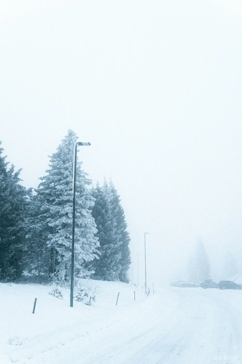 高清摄影 雪景 冬季 自然风光 户外 宁静 冬日雪景中的路灯与松树