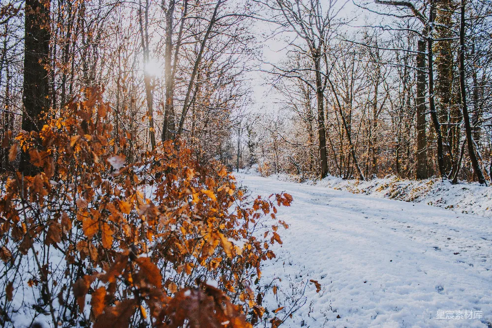 高清摄影 冬季 森林 雪景 自然 宁静 冬日森林小径