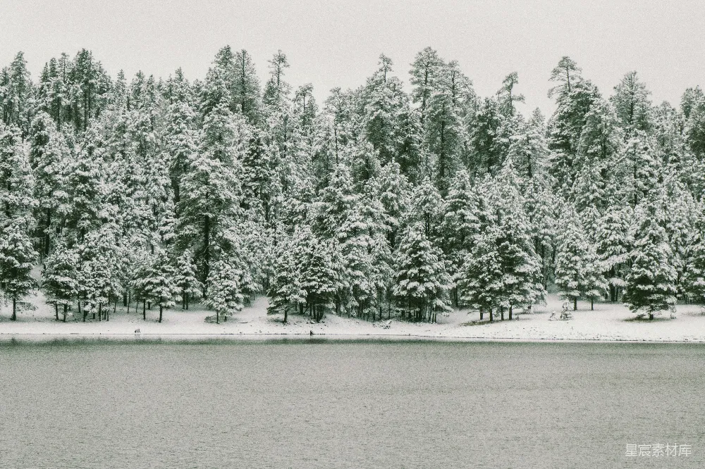 高清摄影 冬季 森林 湖泊 雪景 宁静 冬日湖畔的静谧森林