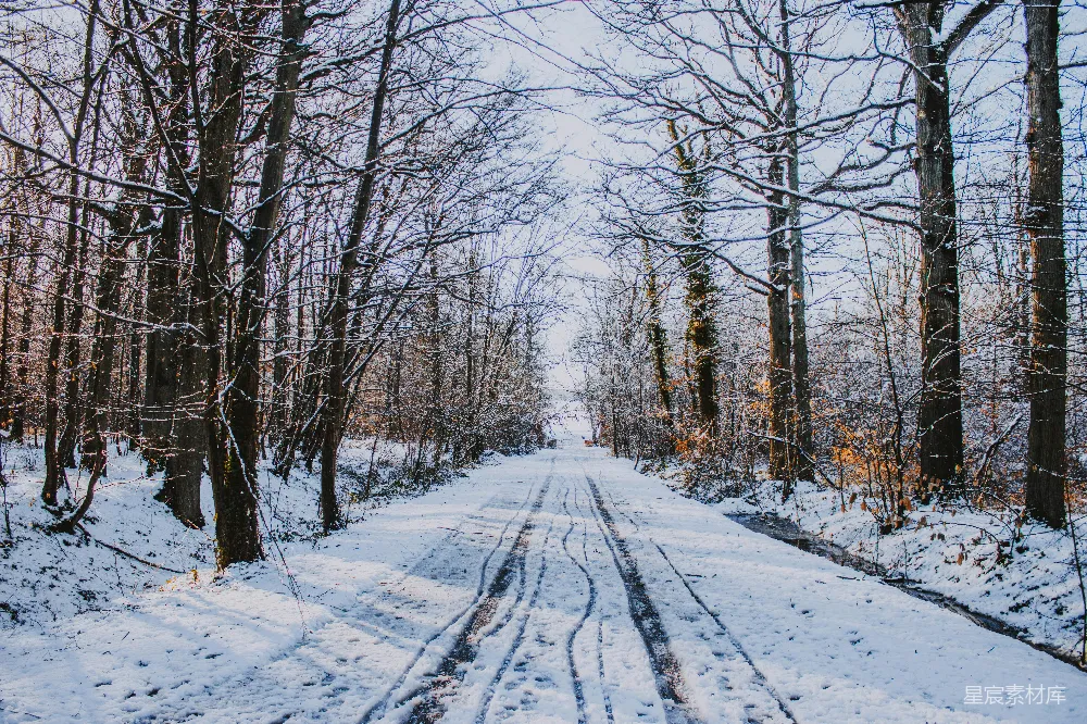 高清摄影 冬天 雪景 森林 小路 宁静 冬日森林中的雪地小路