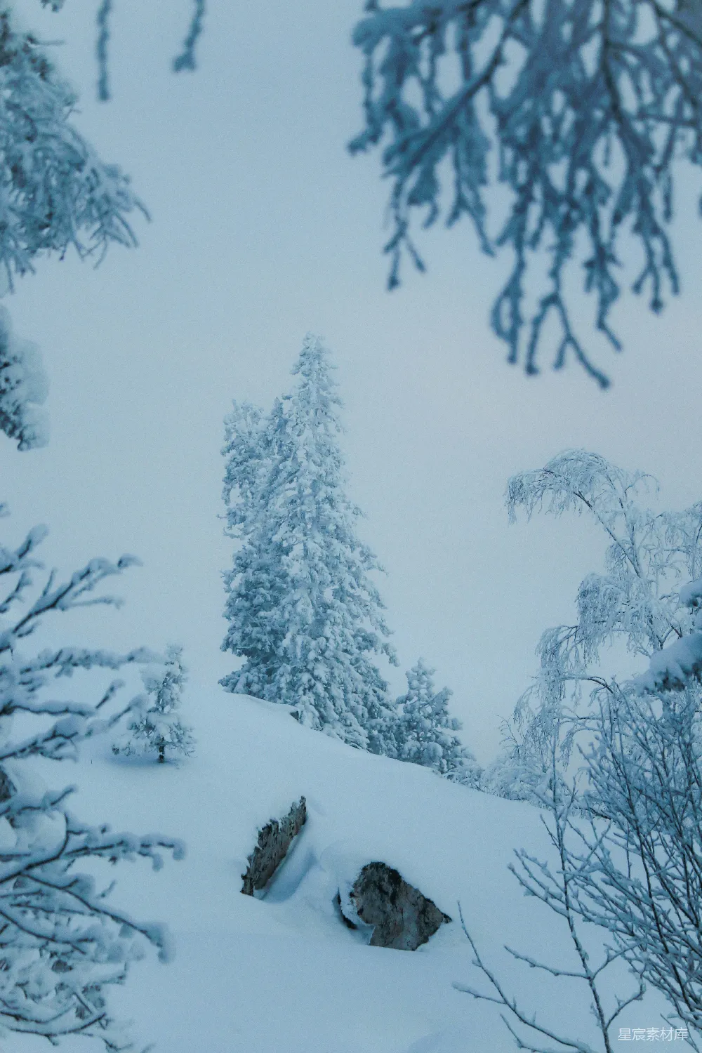 高清摄影 雪景 冬季 自然风光 宁静 森林 雪后的静谧森林