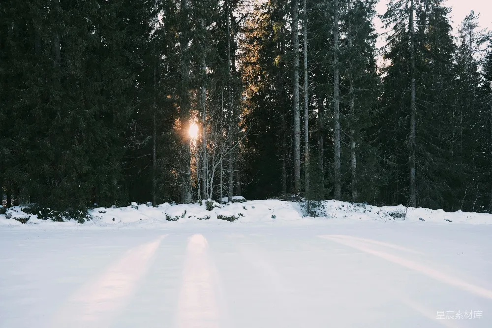 高清摄影 冬景 森林 雪地 自然风光 日出 冬日森林中的阳光穿透