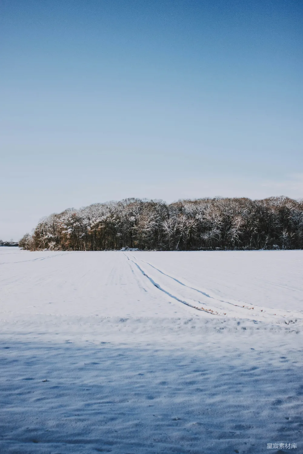 高清摄影 雪地 森林 冬季 自然 宁静 雪地森林