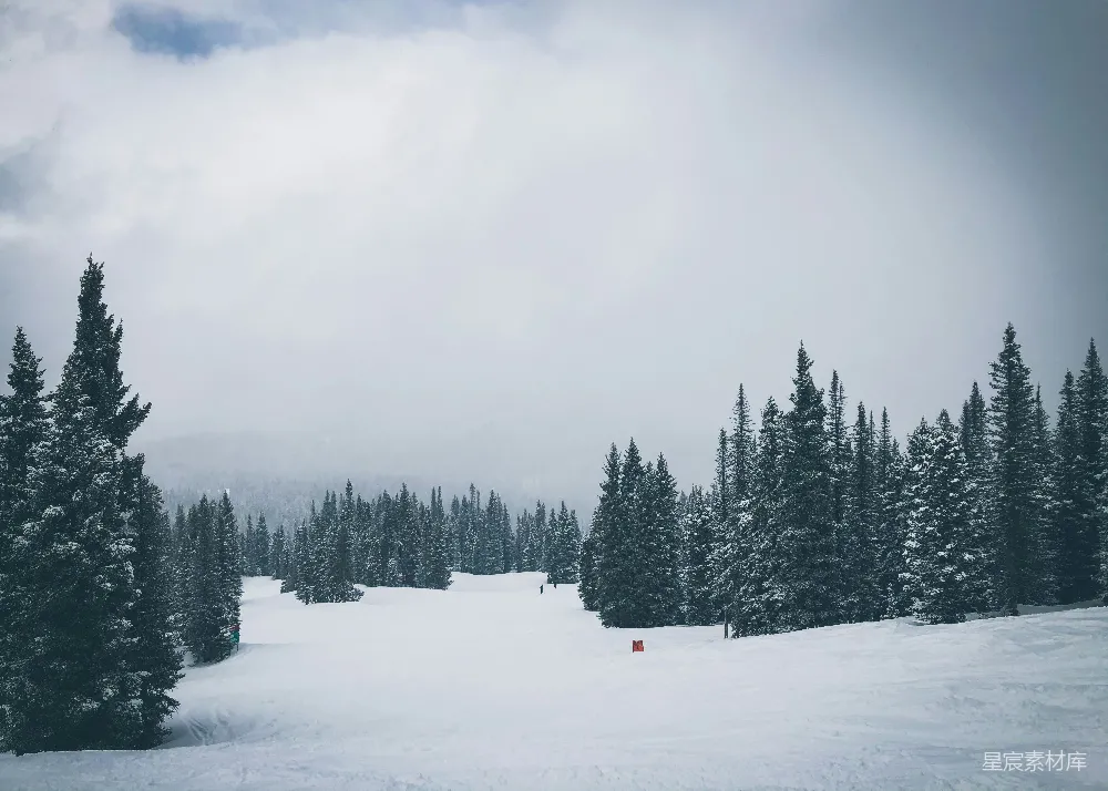 高清摄影 雪景 松树 冬季 自然风光 户外活动 雪景中的松树林