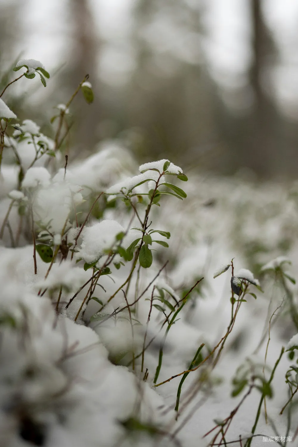 高清摄影 雪地 冬季 自然 植物 静谧 冬日雪地中的绿植