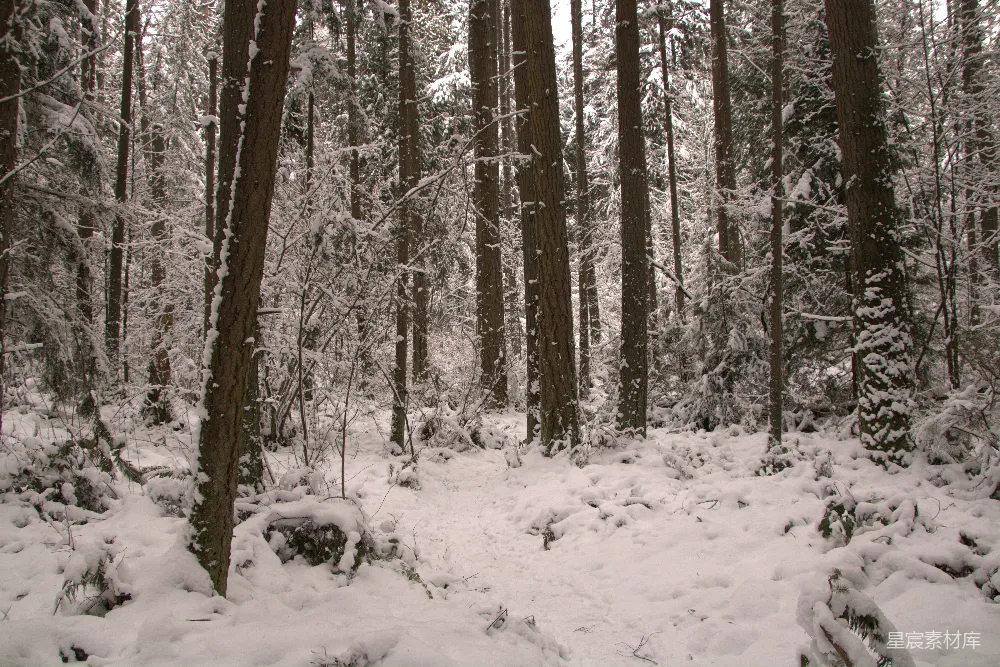 高清摄影 冬季 雪景 森林 静谧 自然 冬日雪林静谧景