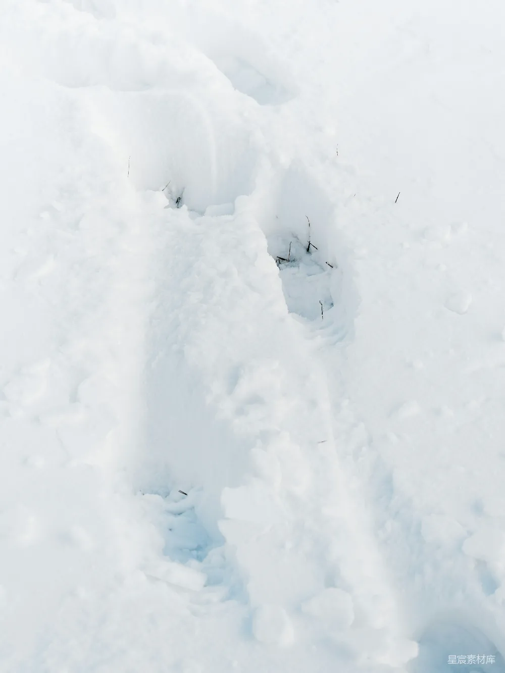 高清摄影 雪地 足迹 自然 野生动物 冬季 雪地中的动物足迹
