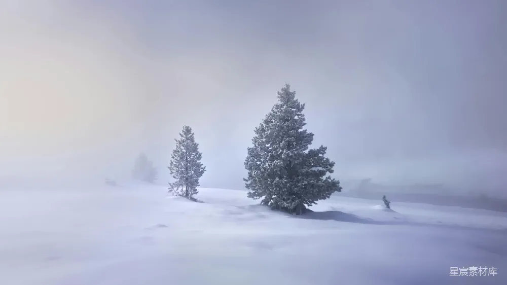 高清摄影 雪景 冬季 自然风光 宁静 松树 冬日雪景中的松树