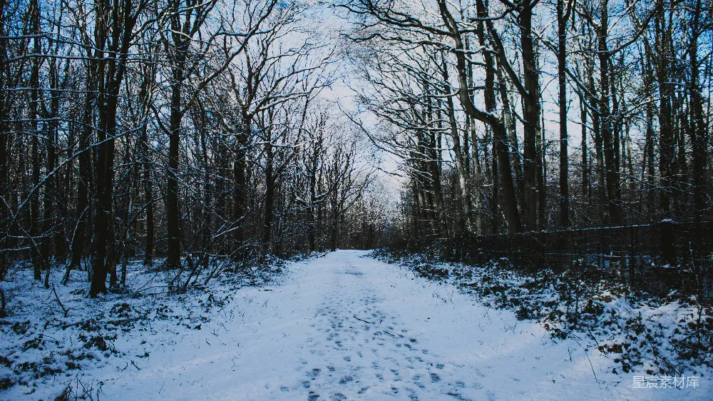 高清摄影 冬日 雪景 自然 森林 小径 冬日雪林小径