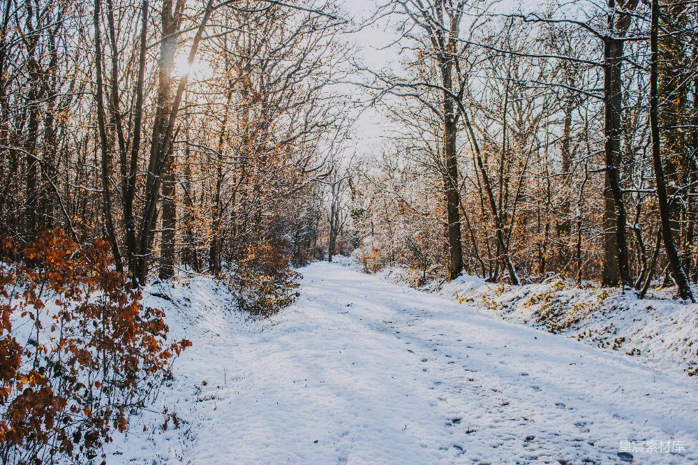 高清摄影 冬天 雪景 森林 小径 自然 冬日雪景中的森林小径