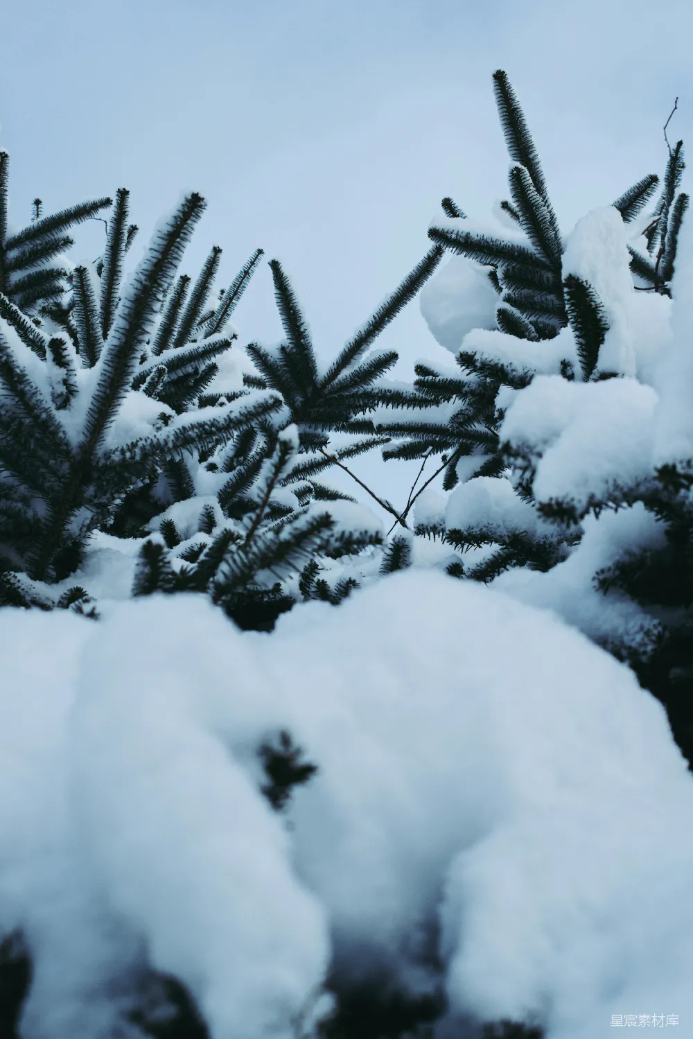 高清摄影 冬季 自然 雪景 松树 宁静 冬日松树雪景
