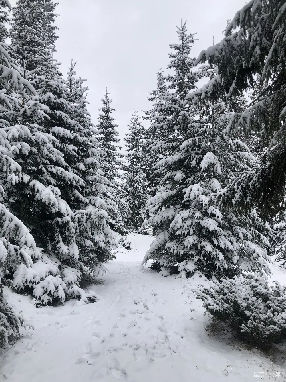 高清摄影 冬日 雪景 松树林 自然风光 户外 冬日雪景中的松树林小径