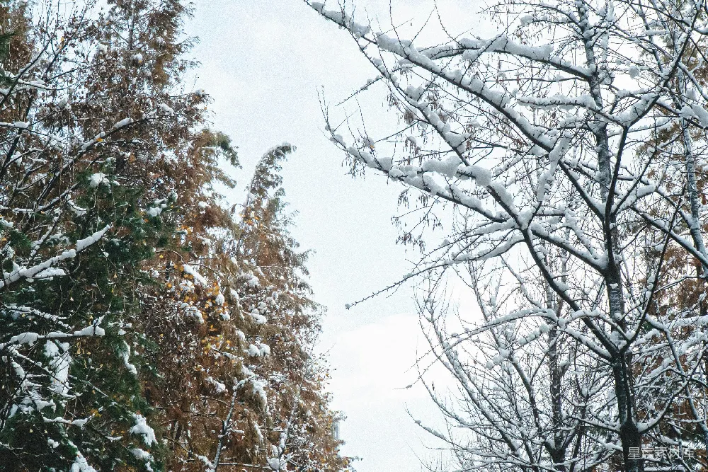 高清摄影 雪景 自然 宁静 冬季 树木 雪后的森林