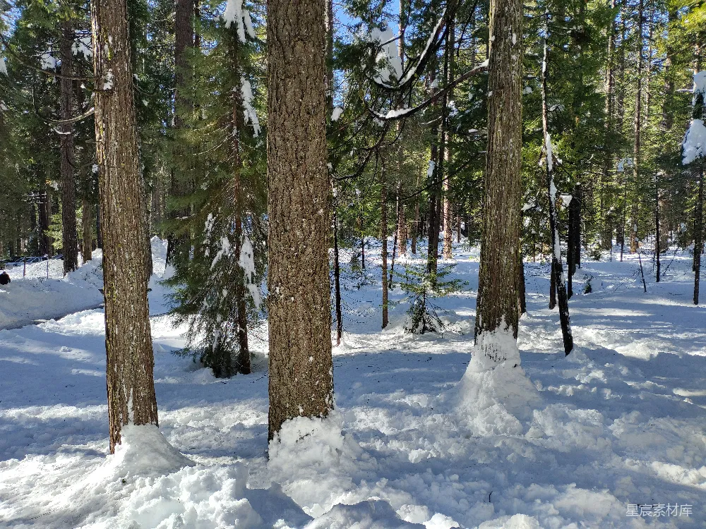 高清摄影 雪景 森林 自然 冬季 户外 冬日森林的雪景