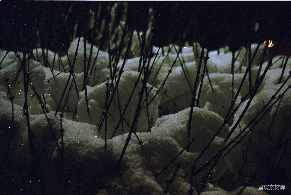 高清摄影 雪景 自然 冬季 树枝 静谧 雪中的树枝